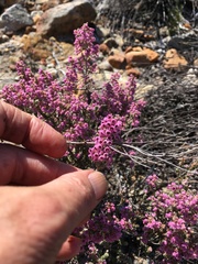 Erica trichadenia