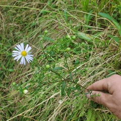 Symphyotrichum novi-belgii novi-belgii
