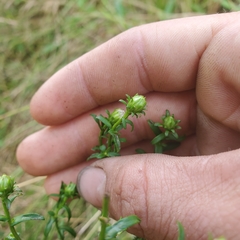 Symphyotrichum novi-belgii novi-belgii