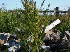 Cannabis sativa spontanea