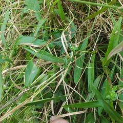 Symphyotrichum novi-belgii novi-belgii
