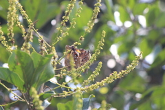 Polistes sagittarius
