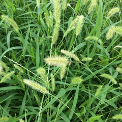 Setaria viridis