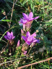 Gentianella anisodonta