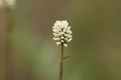 Bistorta bistortoides