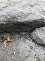 Portunidae