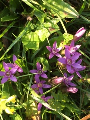 Gentianella anisodonta
