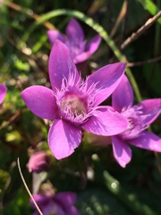 Gentianella anisodonta
