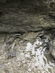 Portunidae