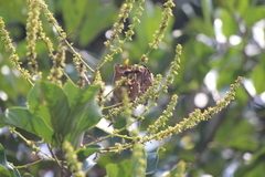 Polistes sagittarius