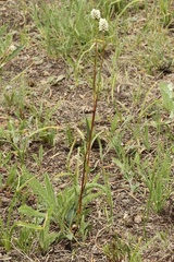 Bistorta bistortoides