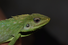 Maned Forest Lizard photo 2