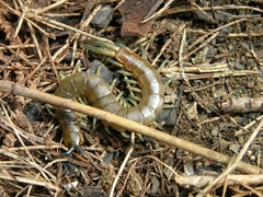 Scolopendra dalmatica