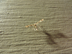 Oxyptilini