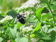 Xylocopa micans