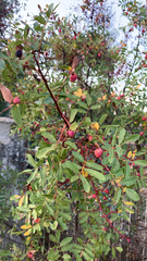 Pistacia terebinthus