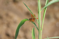 Brachythemis contaminata