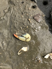 Portunidae