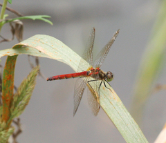 Sympetrum cordulegaster