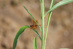 Brachythemis contaminata