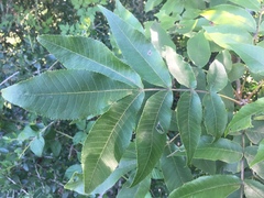 Carya aquatica