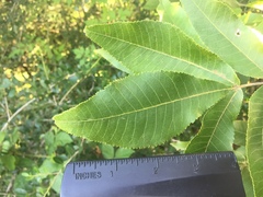 Carya aquatica
