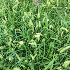 Setaria viridis