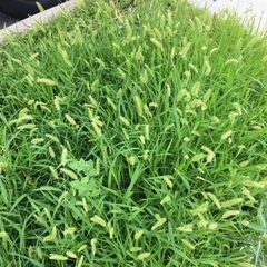 Setaria viridis