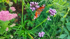 Aglais io