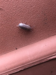 Armadillidium nasatum