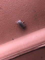 Armadillidium nasatum