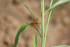 Brachythemis contaminata