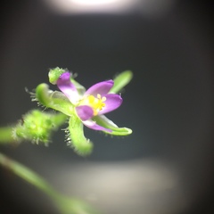 Spergularia