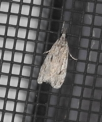 Eudonia strigalis