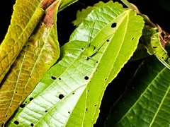 Phaneroptera nigroantennata