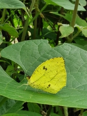 Abaeis xantochlora xantochlora