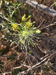 Maerua rosmarinoides