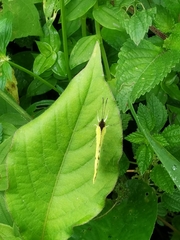 Abaeis xantochlora xantochlora