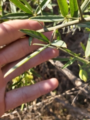 Maerua rosmarinoides