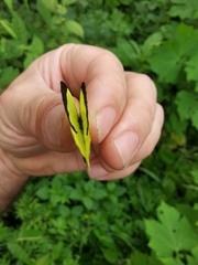 Abaeis xantochlora xantochlora