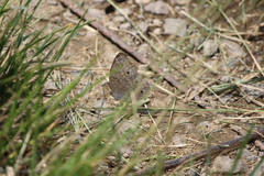 Junonia atlites atlites