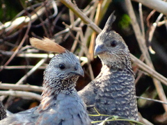 Callipepla douglasii