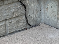 Pantherophis alleghaniensis