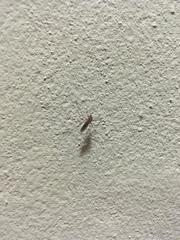 Anopheles aztecus