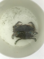Portunidae