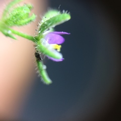 Spergularia