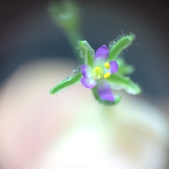 Spergularia