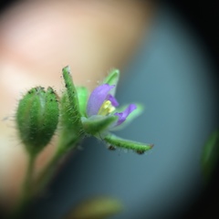 Spergularia