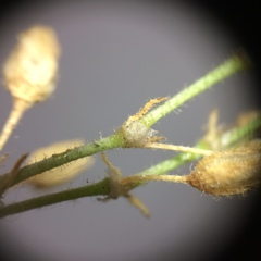Spergularia