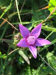 Gentianella anisodonta